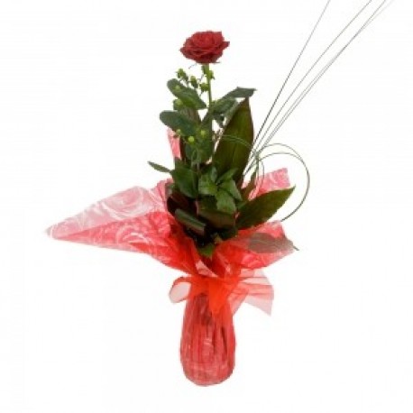 SINGLE GIFT WRAPPED RED ROSE